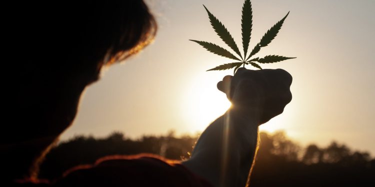 Primeras impresiones de la inminente legalización de la marihuana en México