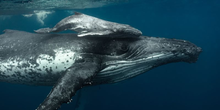 Proyecto “Mataballenas”: Cuando los intereses del capital se anteponen a la supervivencia de todo un ecosistema